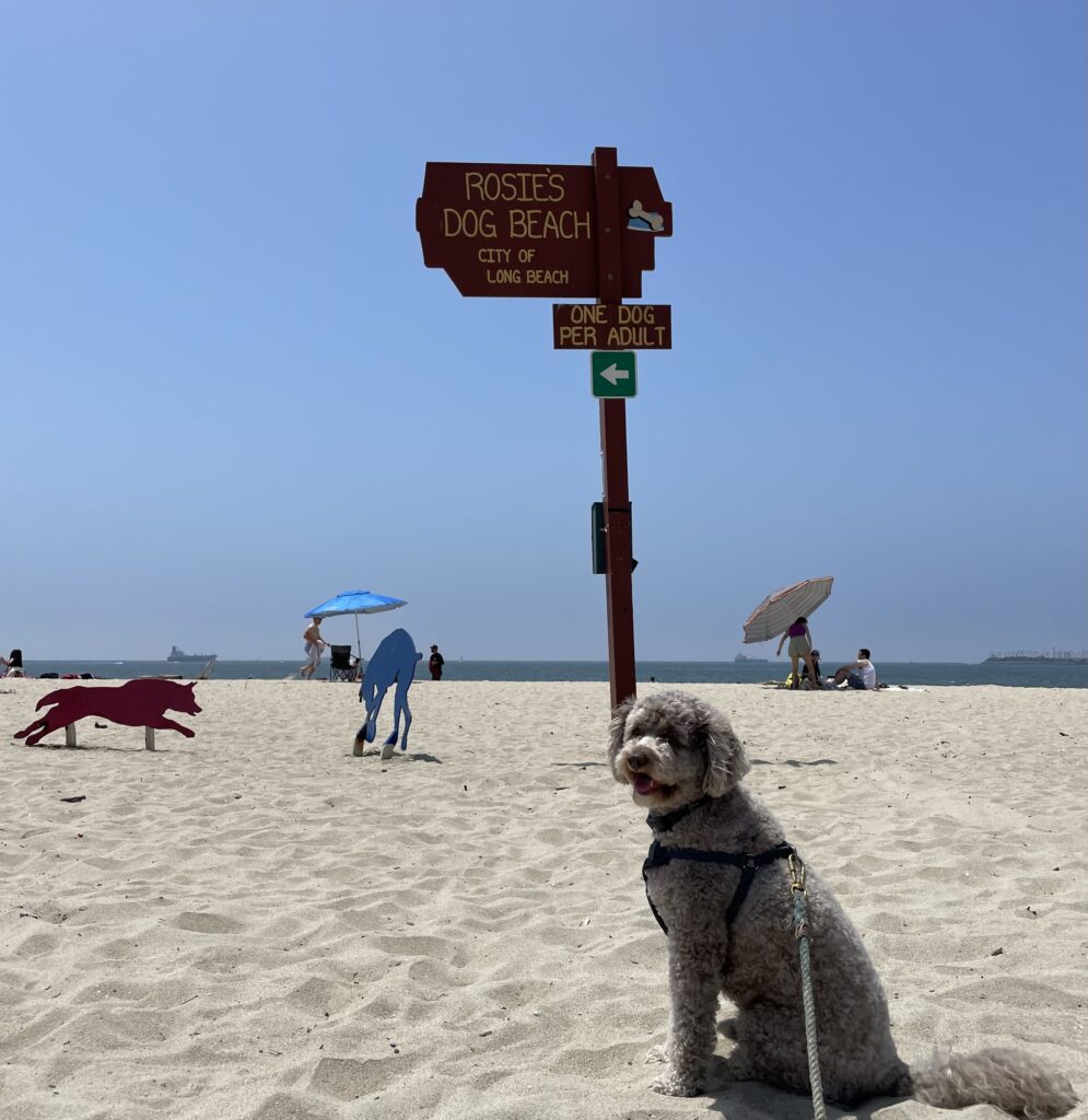 ロングビーチのドッグビーチ - Rosie’s Dog Beach