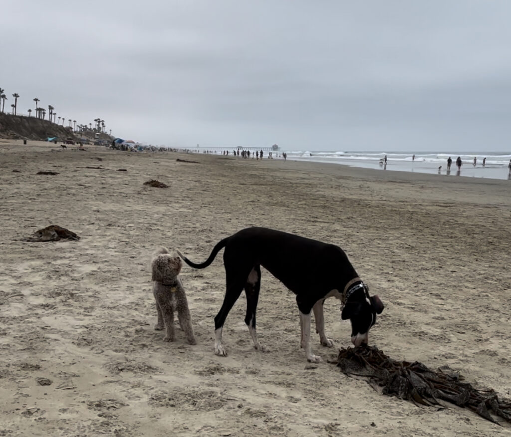 ハンティントンビーチのドッグビーチ - Dog Beach / Huntington Beach