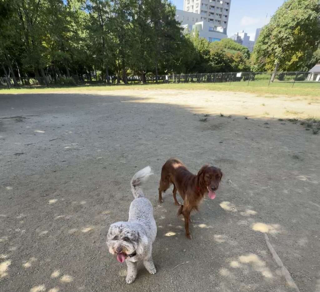 中・大型犬エリア　貸し切り状態