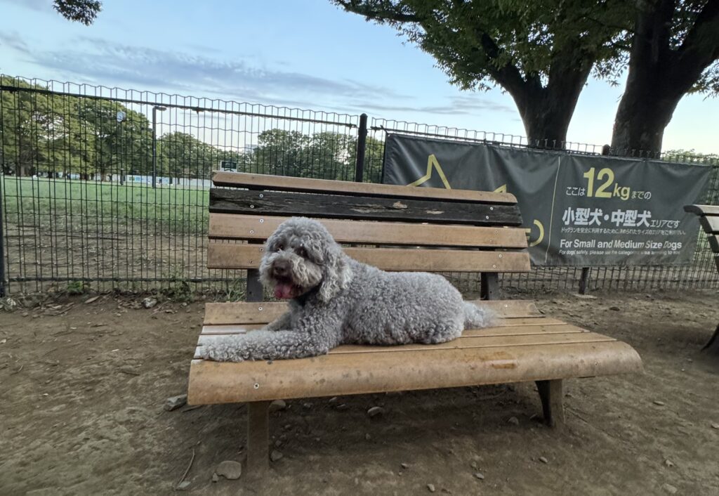 代々木公園ドッグラン