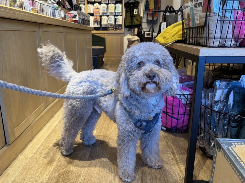 マンダリンブラザーズ　店内