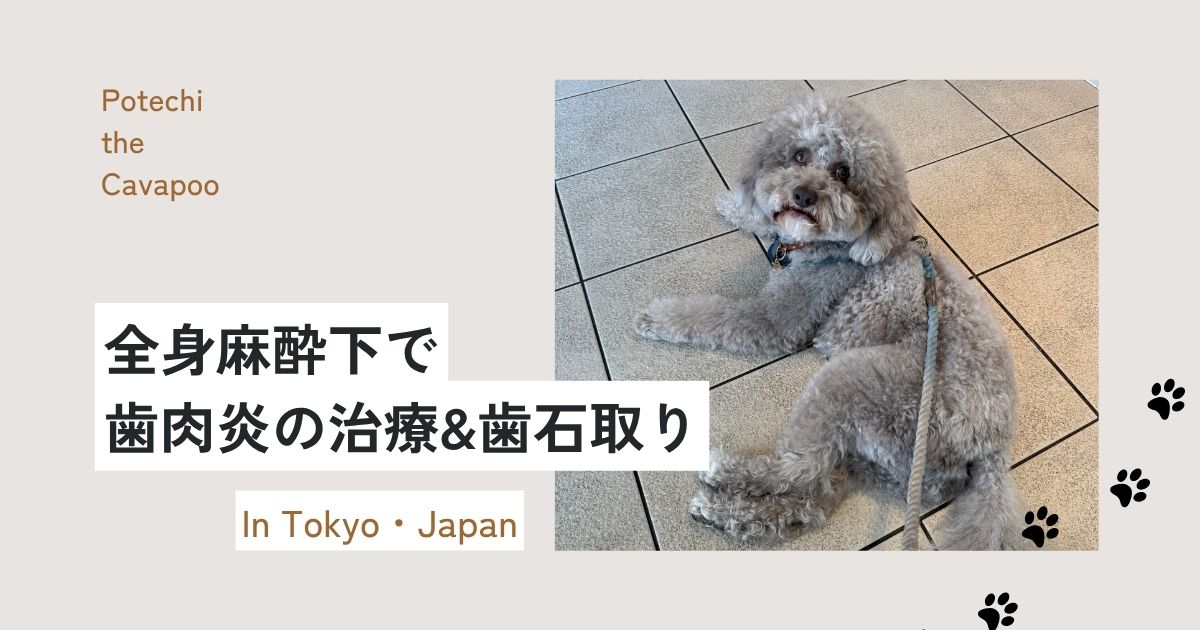 愛犬が麻酔下で歯肉炎治療＆歯石取り｜費用・注意点まとめ【体験談】