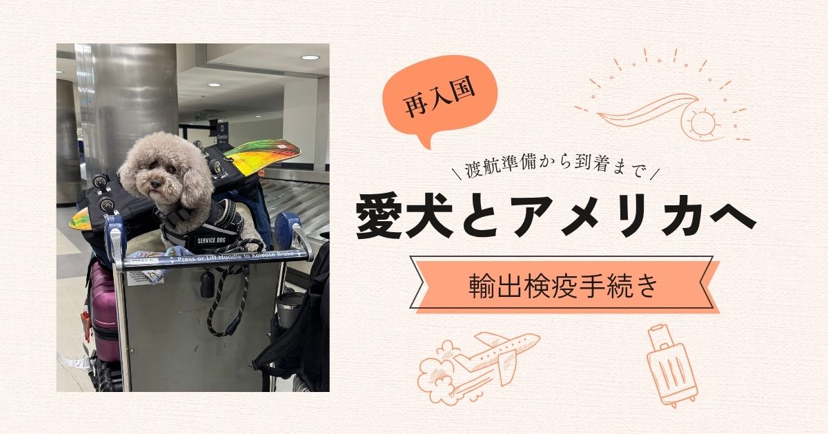 犬と日本からアメリカに再入国！輸出検査の流れと必要書類まとめ【体験談】