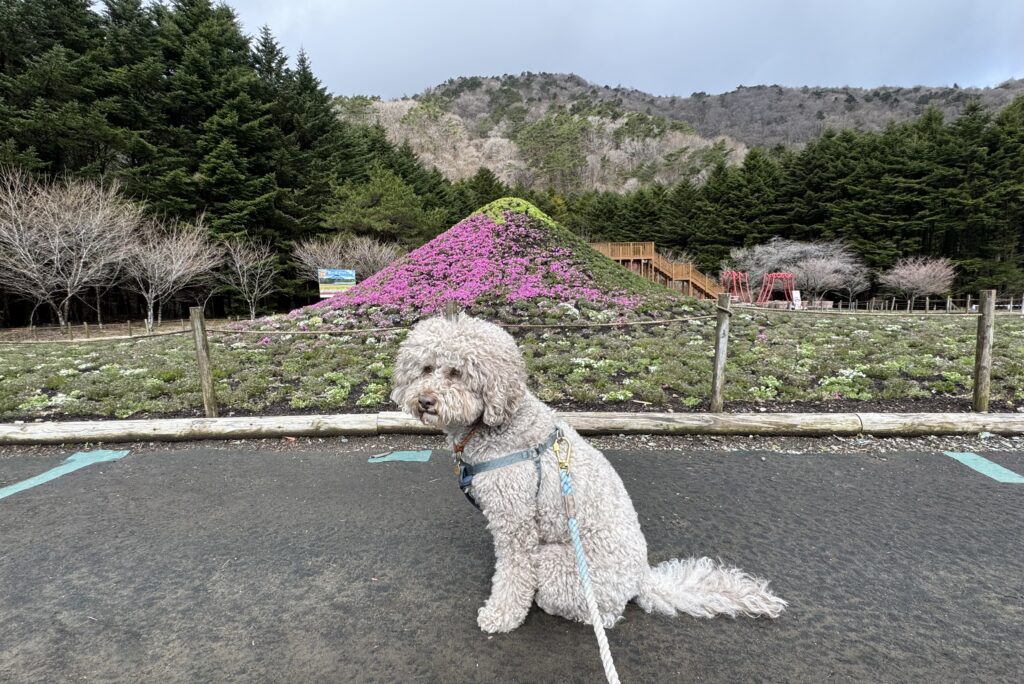 ミニ芝桜富士