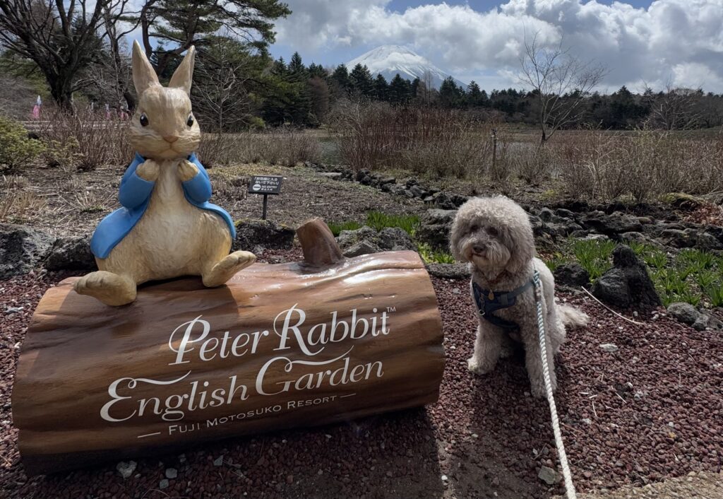 Peter Rabbitのイングリッシュガーデン