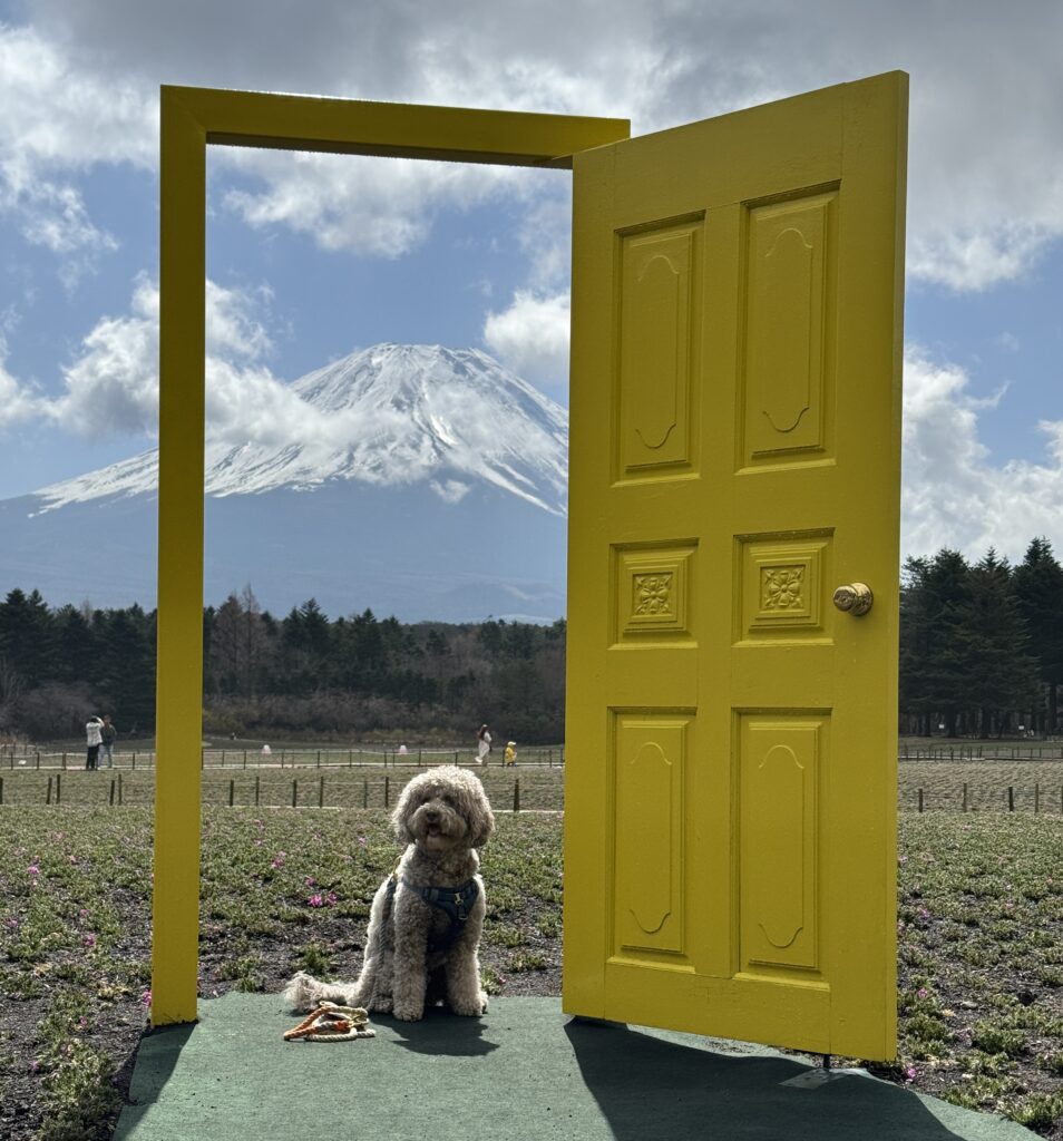 幸せの黄色い扉