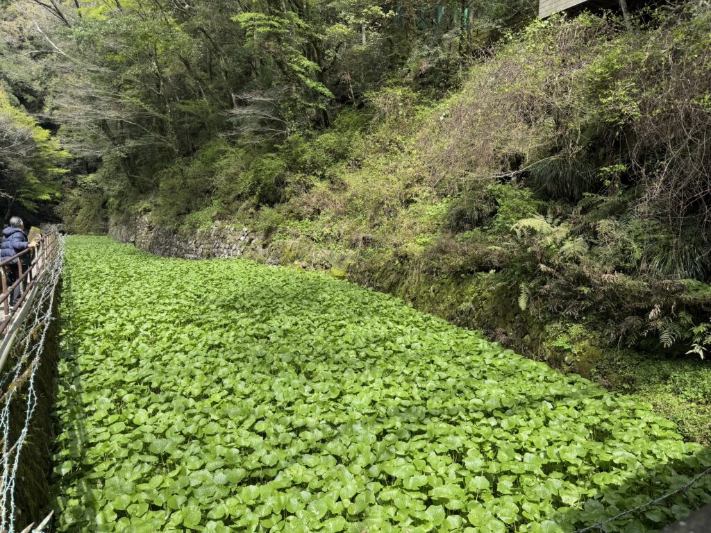 わさび田