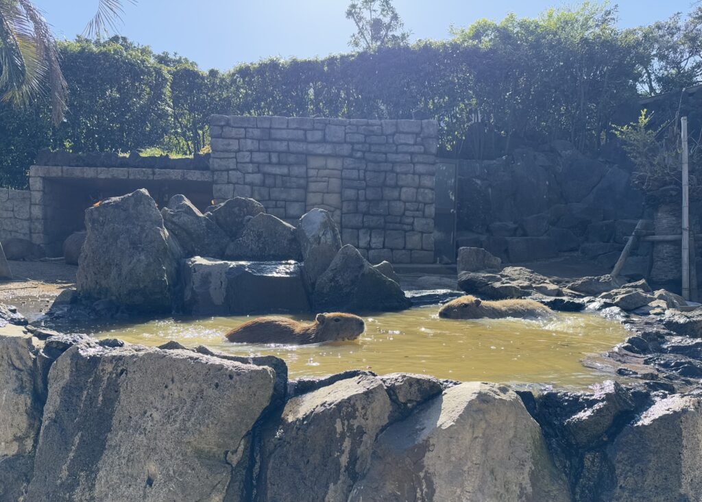 カピバラ露天風呂