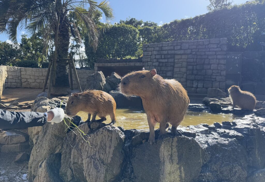 カピバラ露天風呂