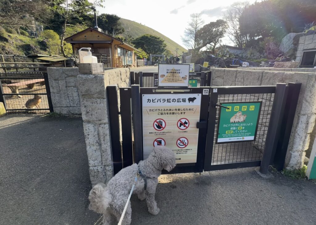 カピバラ虹の広場