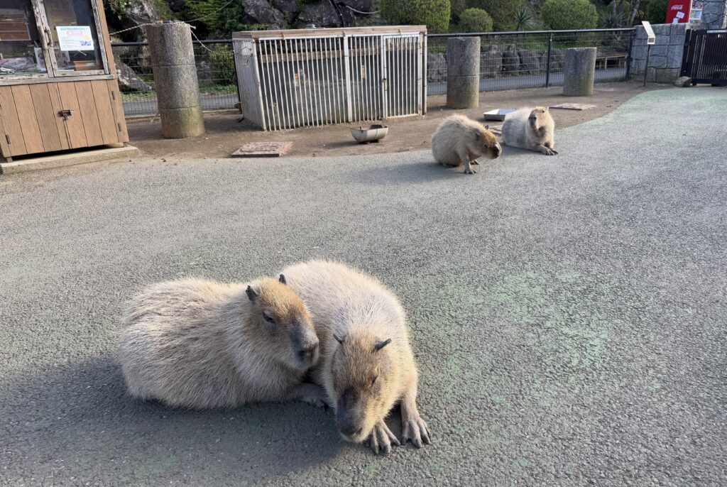 カピバラ虹の広場