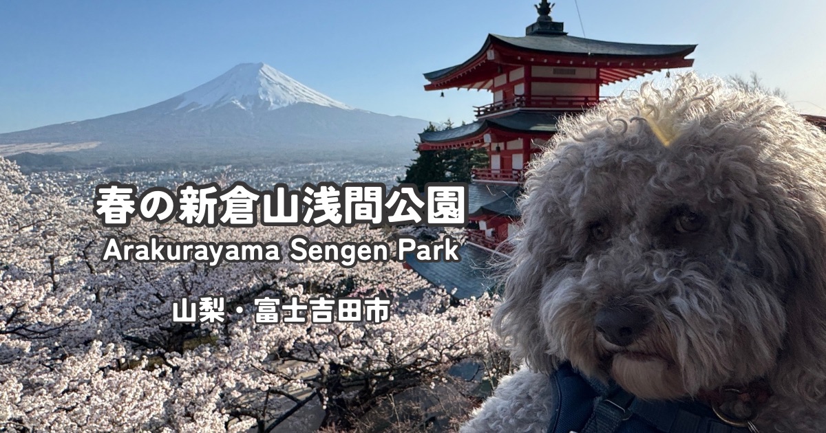 犬連れで春の新倉山浅間公園｜桜と富士山と忠霊塔の絶景を満喫する旅