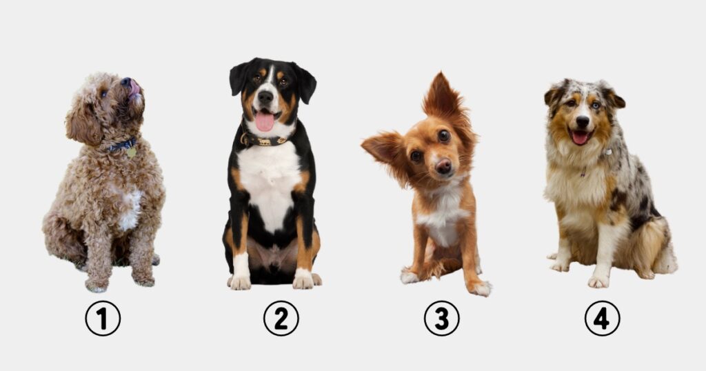 犬