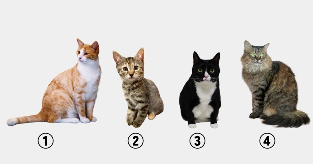 猫