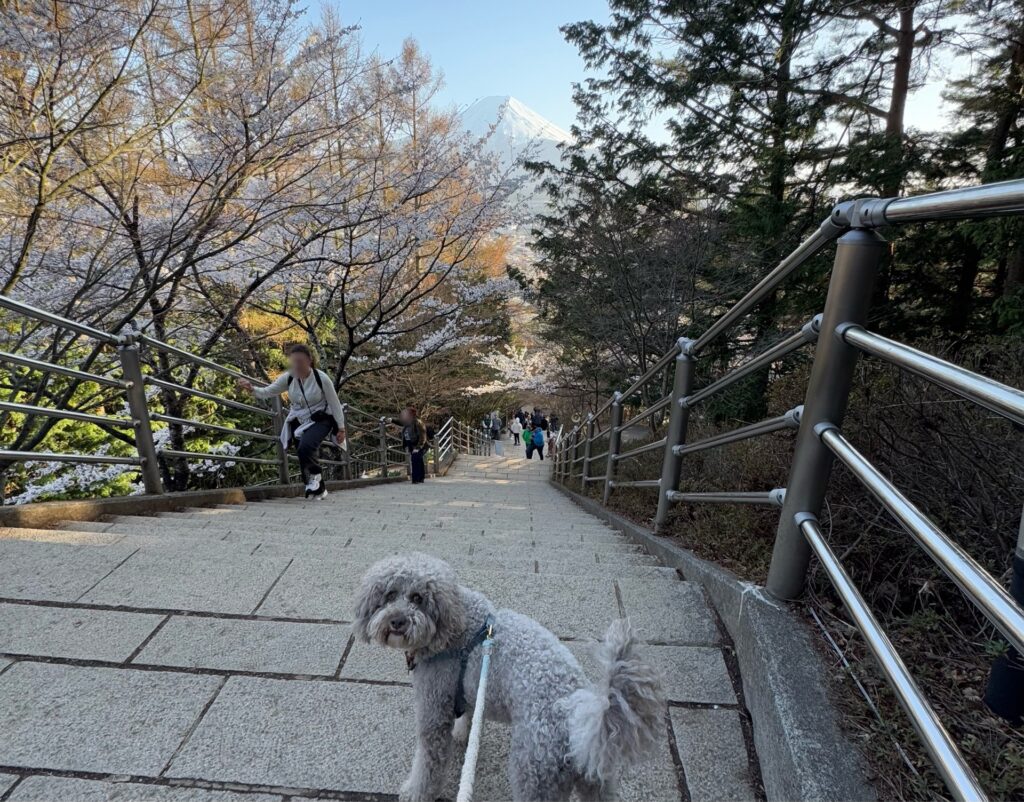 咲くや姫階段と富士山