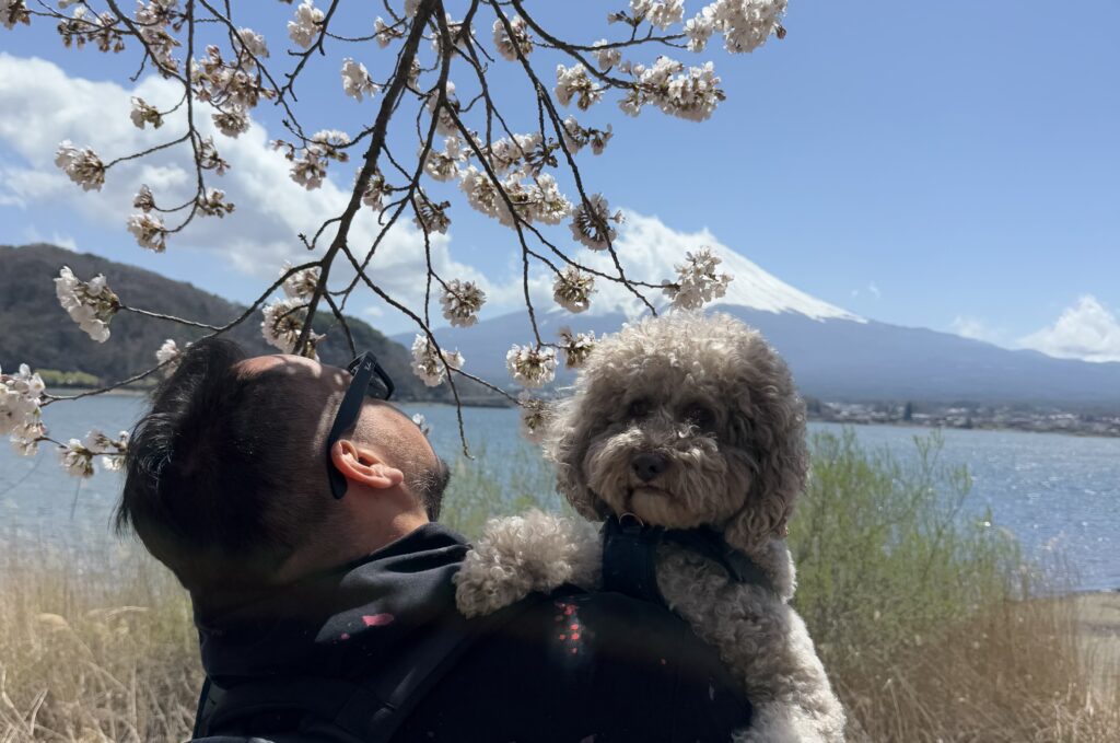 桜と富士山