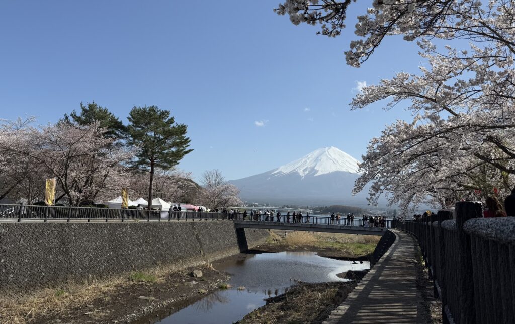 富士・河口湖さくら祭