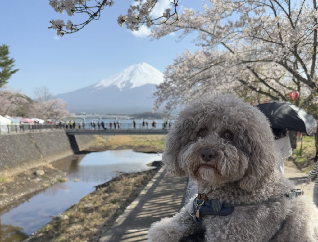 富士・河口湖さくら祭
