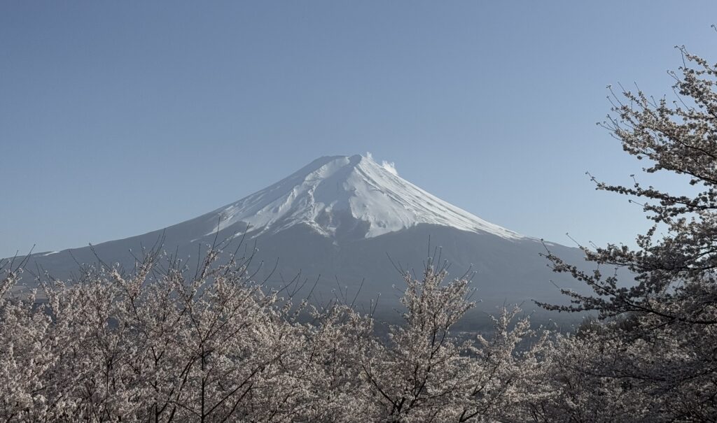桜と富士山