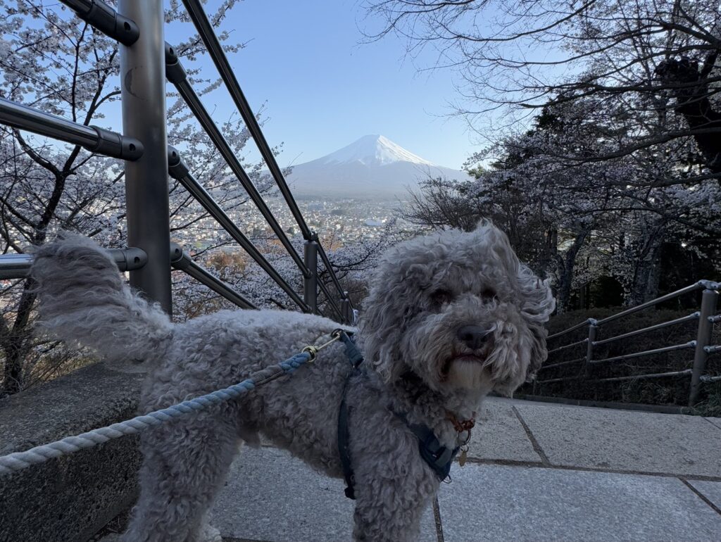 咲くや姫階段と富士山
