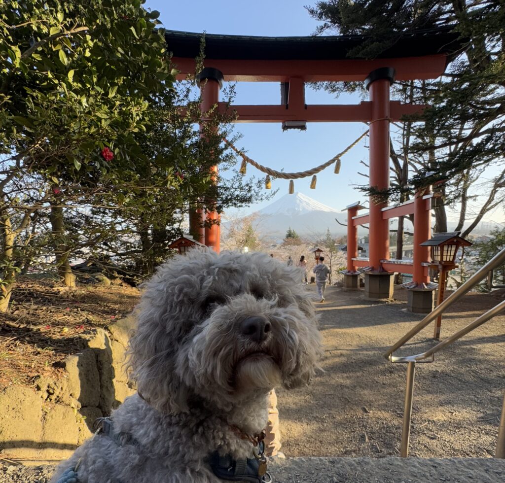 鳥居と富士山