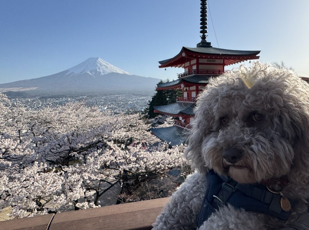 展望デッキからの絶景「桜・富士山・忠霊塔」
