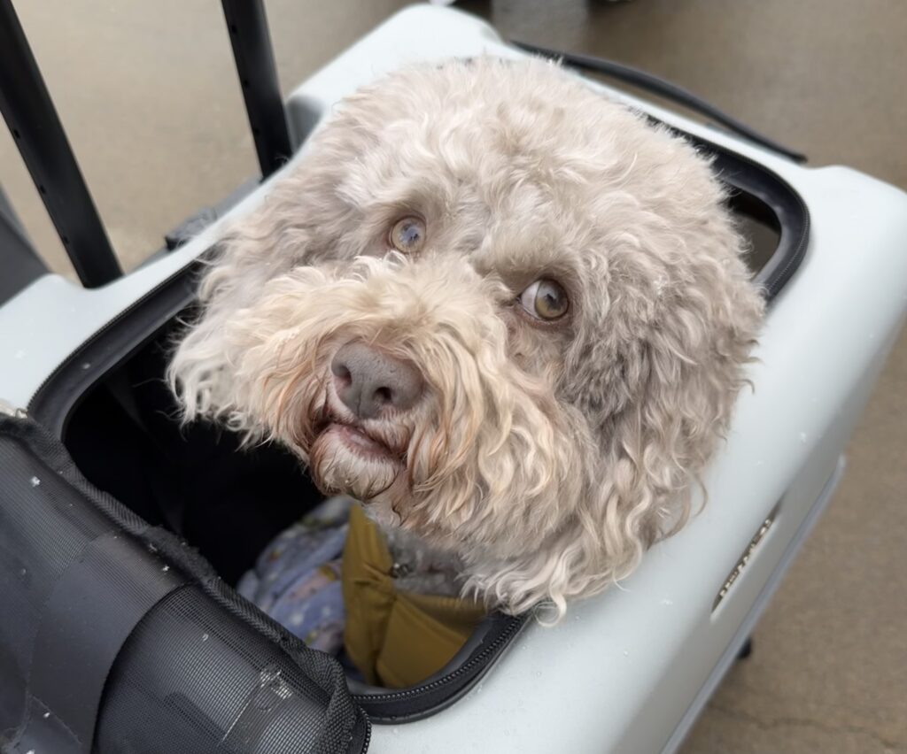 ペチコに入った愛犬