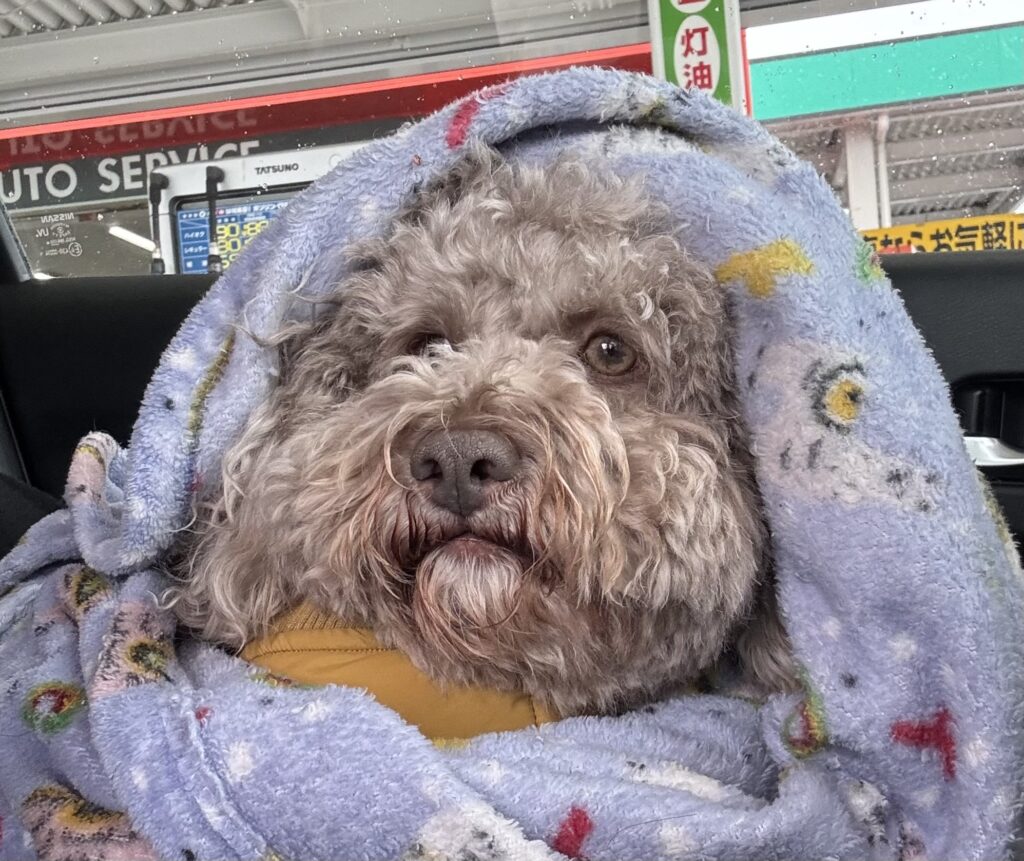 愛犬