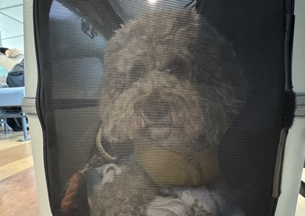 ペチコに入った愛犬