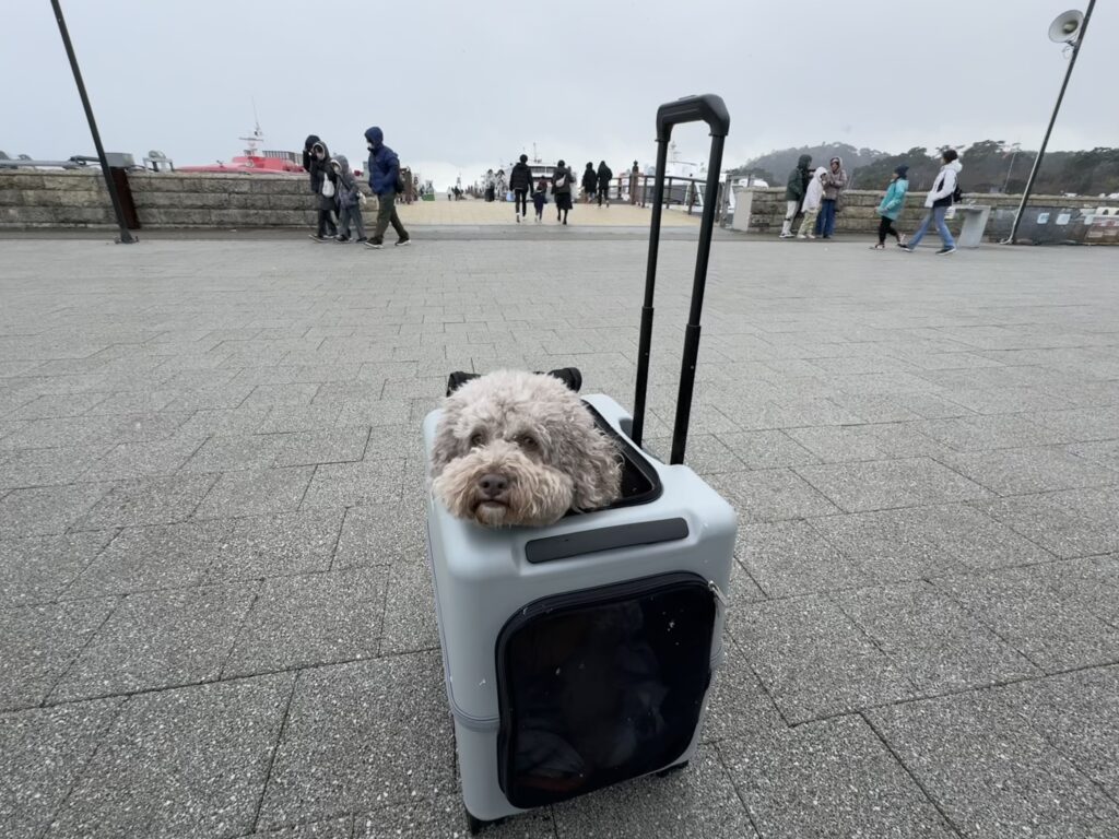 ペチコに入った愛犬