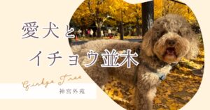 犬連れで楽しむ神宮外苑の秋｜黄金のイチョウ並木を一緒にお散歩しよう