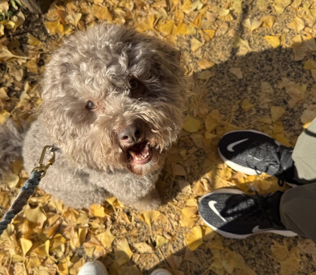 神宮外苑　イチョウ並木
