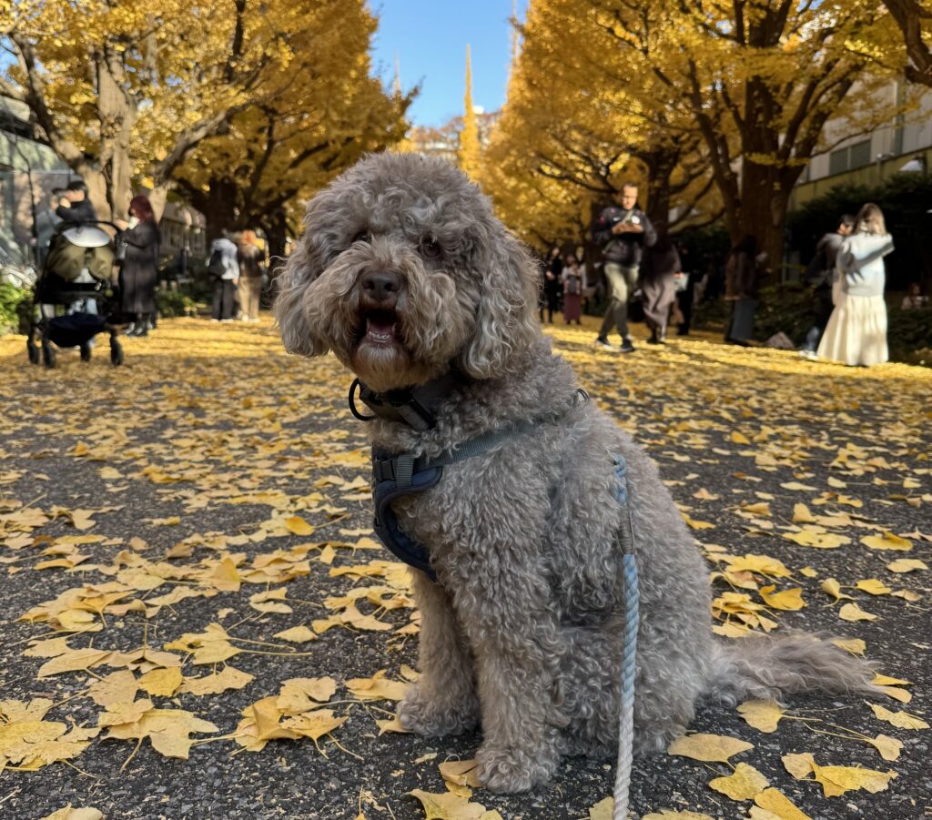 神宮外苑のイチョウ並木