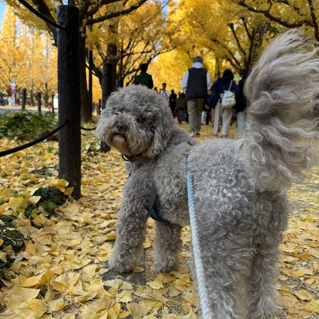 神宮外苑のイチョウ並木