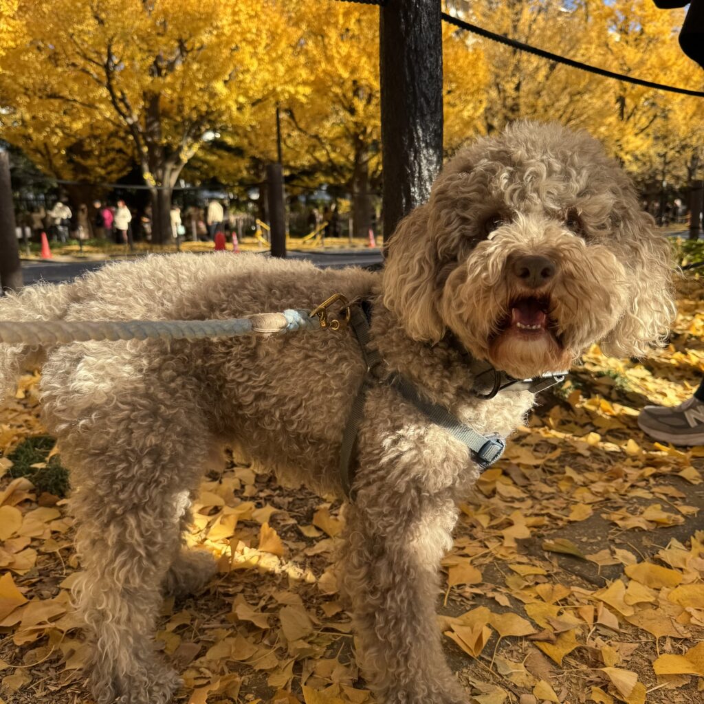 神宮外苑のイチョウ並木