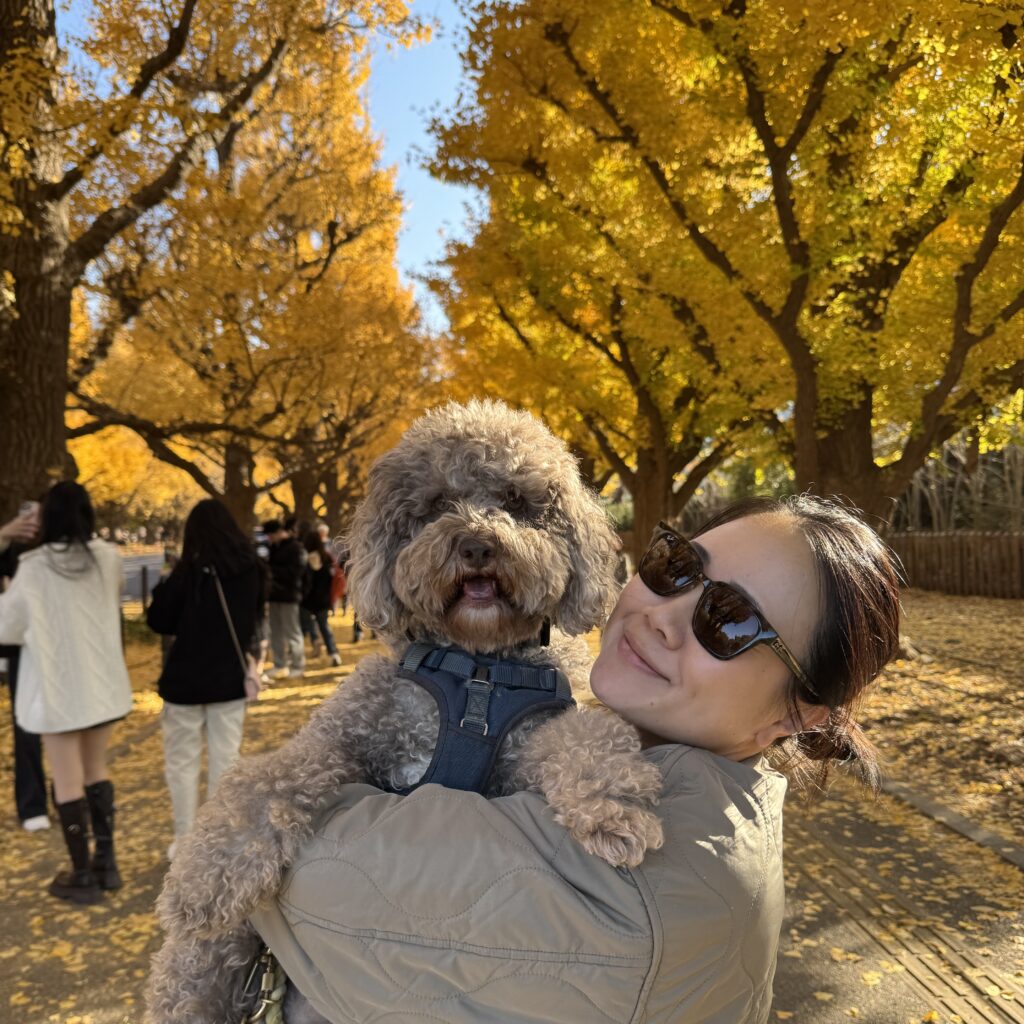 神宮外苑のイチョウ並木