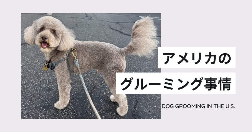 アメリカの犬のグルーミング事情｜料金相場・チップ・日本との違いを解説