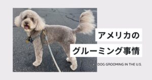 アメリカの犬のグルーミング事情｜料金相場・チップ・日本との違いを解説